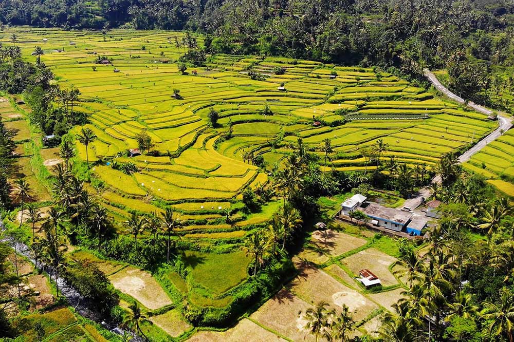 Rice Terraces in Bali
